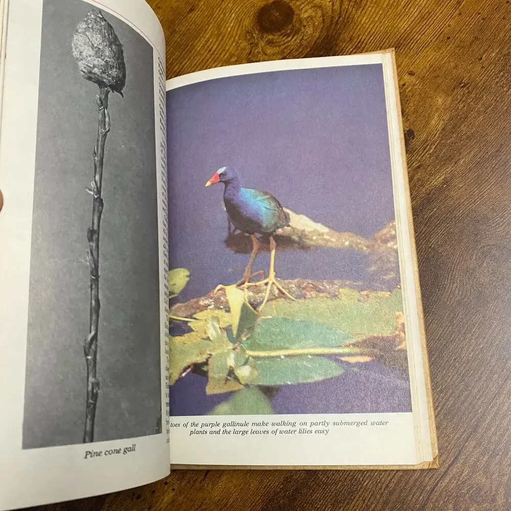 Audubon Nature Encyclopedia Volume 4 - EA-GO - 1965 Hardcover Book